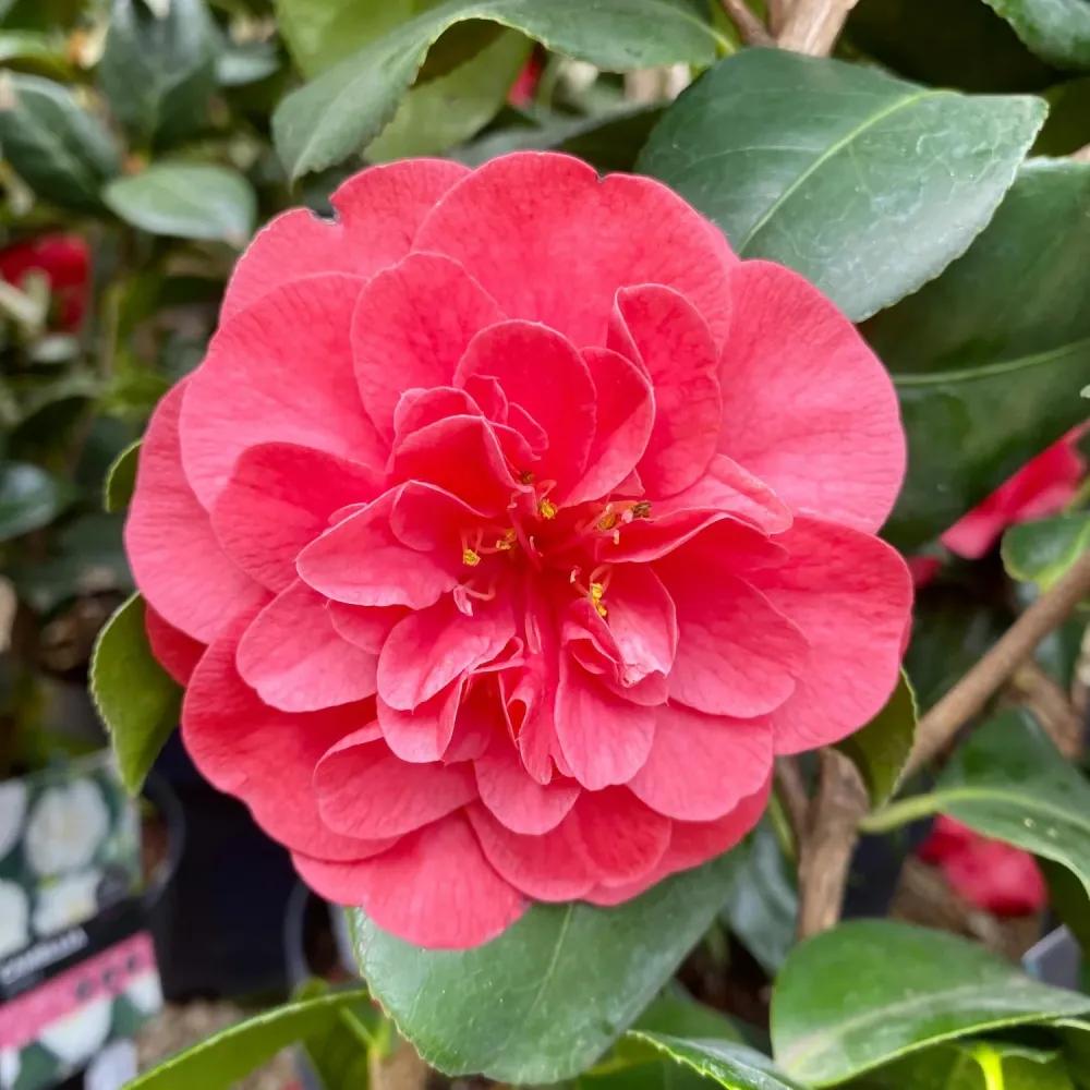 Camellia reticulata 'Mary Williams' (rezistenta la inghet)