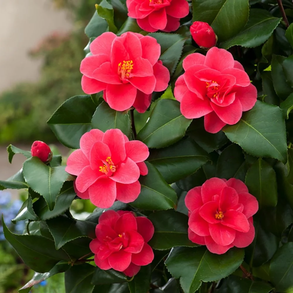 Camellia reticulata 'Mary Williams' (rezistenta la inghet)