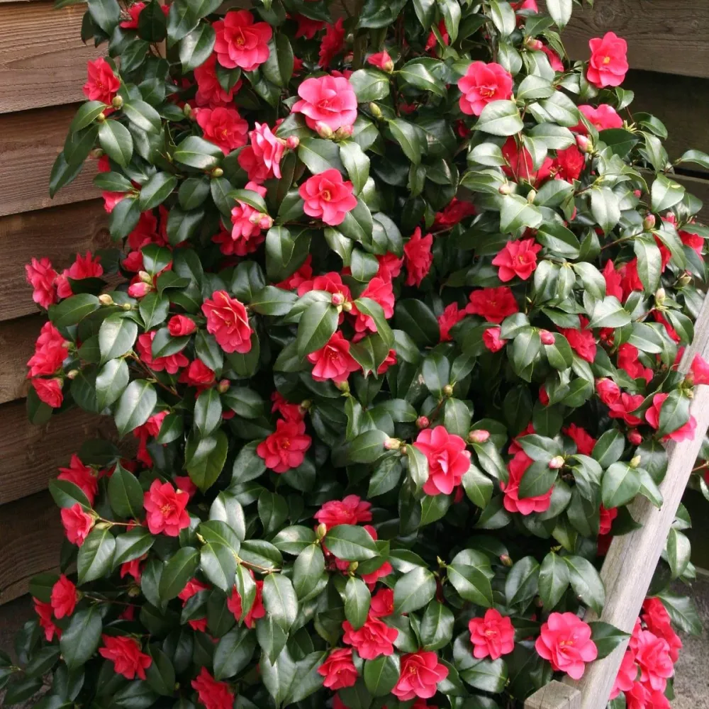 Camellia reticulata 'Mary Williams' (rezistenta la inghet)