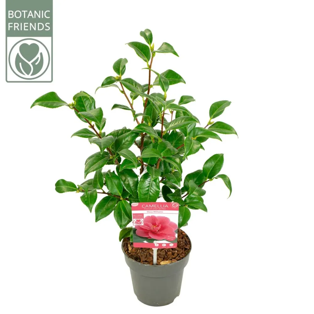 Camellia reticulata 'Mary Williams' (rezistenta la inghet)