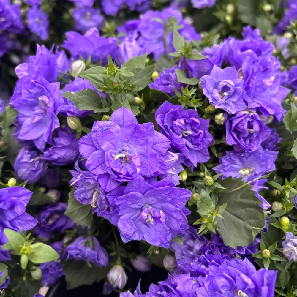 Campanula ‘Blue Like Mee’ – campanula compacta, cu flori duble mari