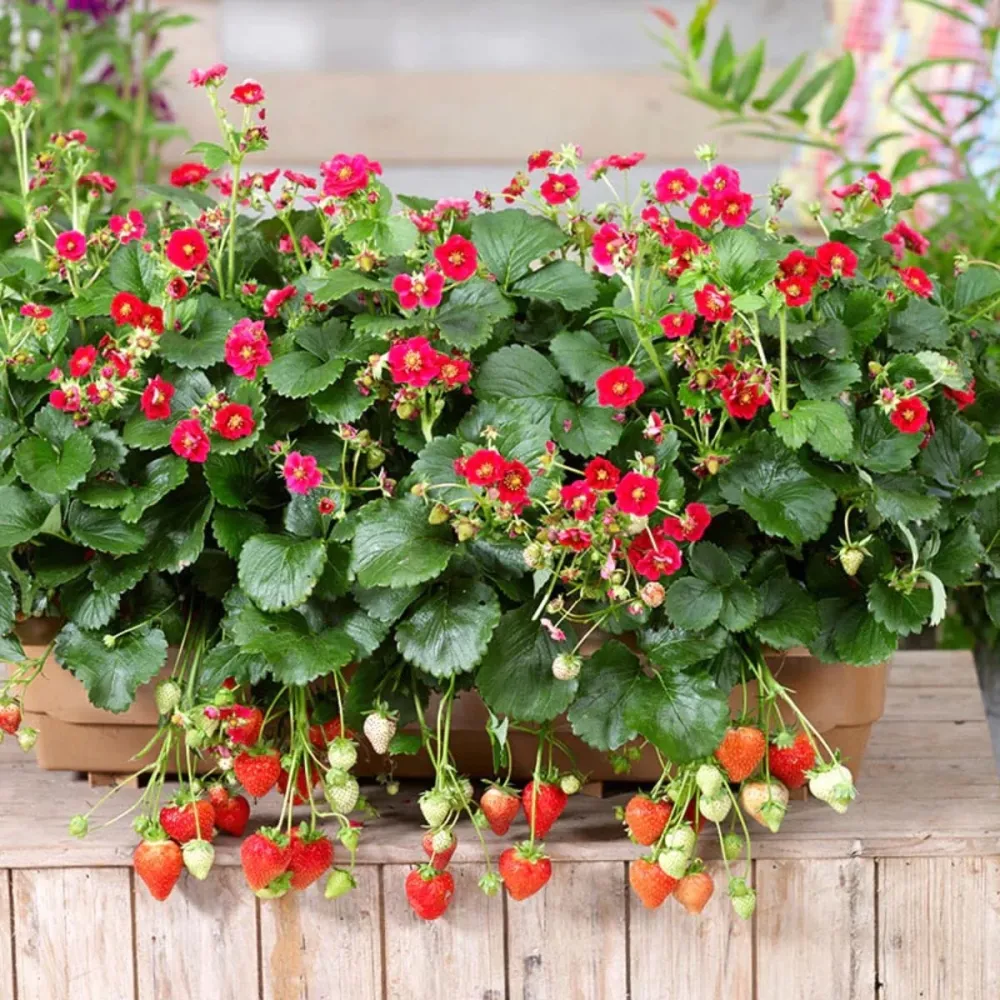 Capsun remontant - Fragaria x ananassa 'Red Summer Breeze'