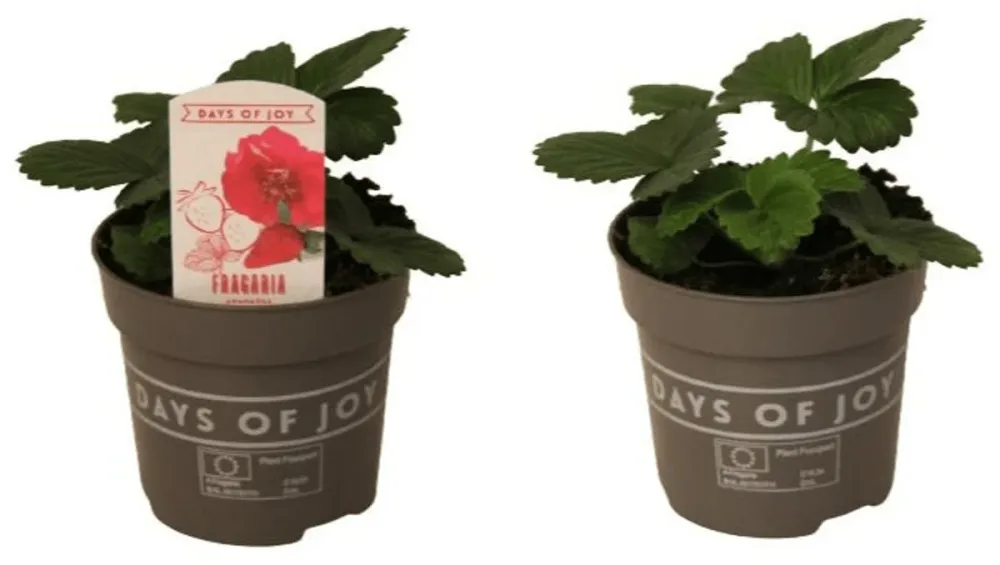 Capsun remontant - Fragaria x ananassa 'Red Summer Breeze'