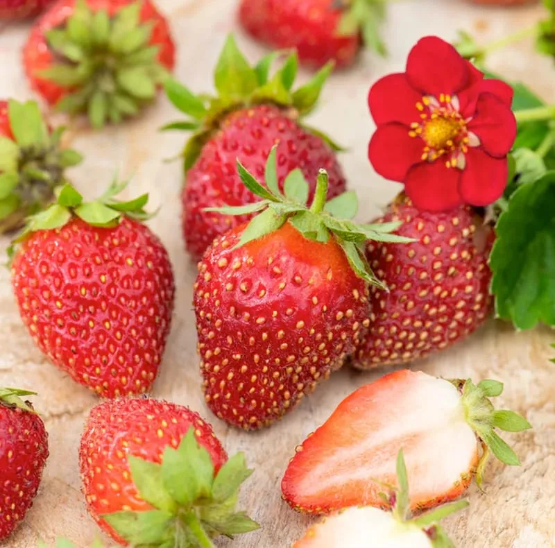 Capsun remontant - Fragaria x ananassa 'Red Summer Breeze'
