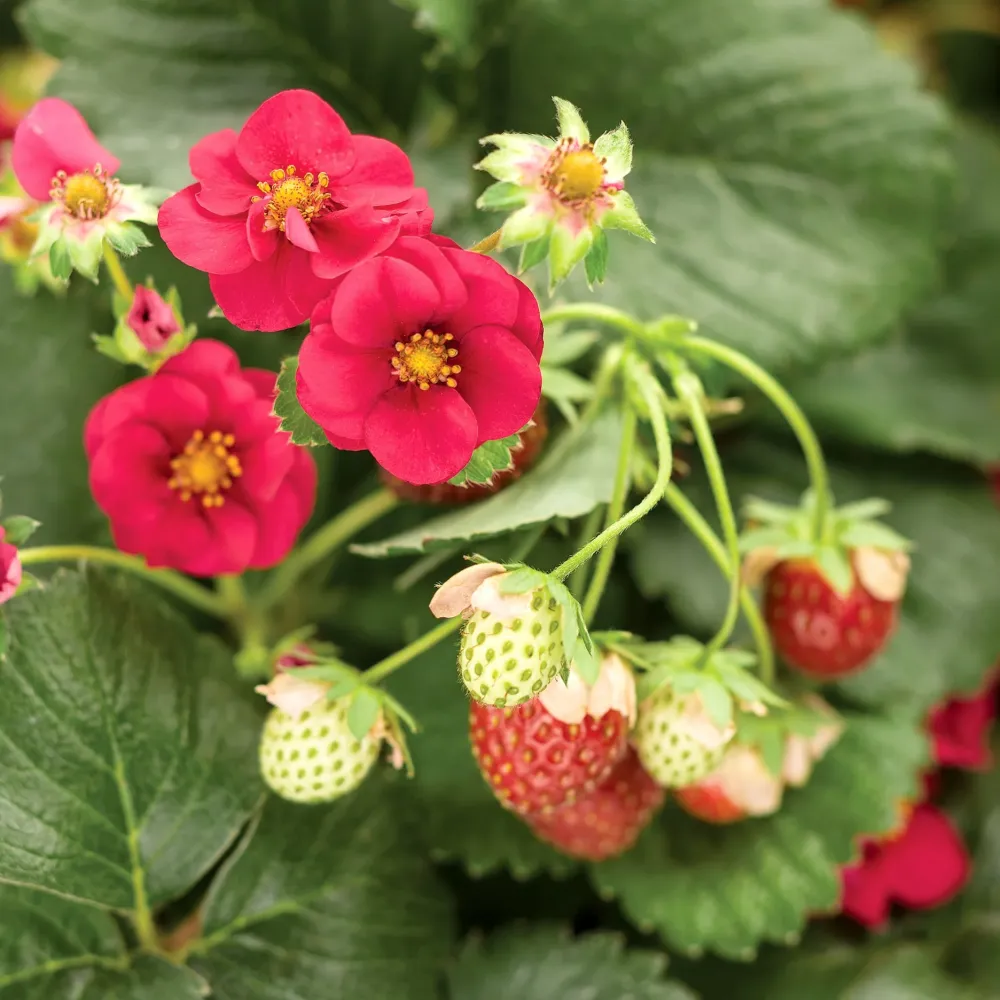 Capsun remontant - Fragaria x ananassa 'Red Summer Breeze'