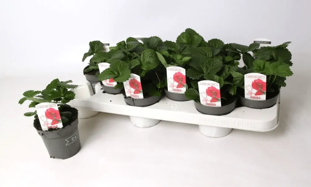 Capsun remontant - Fragaria x ananassa 'Red Summer Breeze'