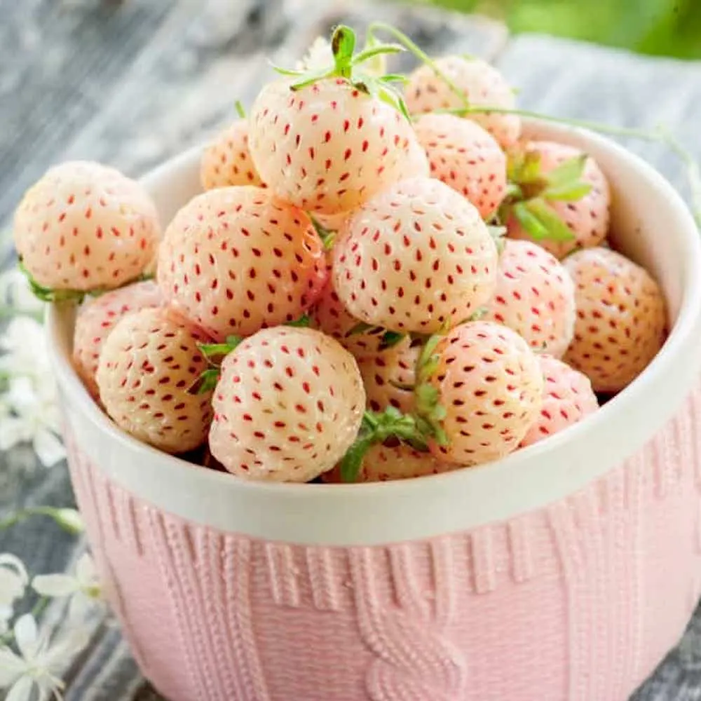 Capsuni albe cu aroma de ananas - Fragaria x ananassa 'Ananas' - (varietate remontanta)