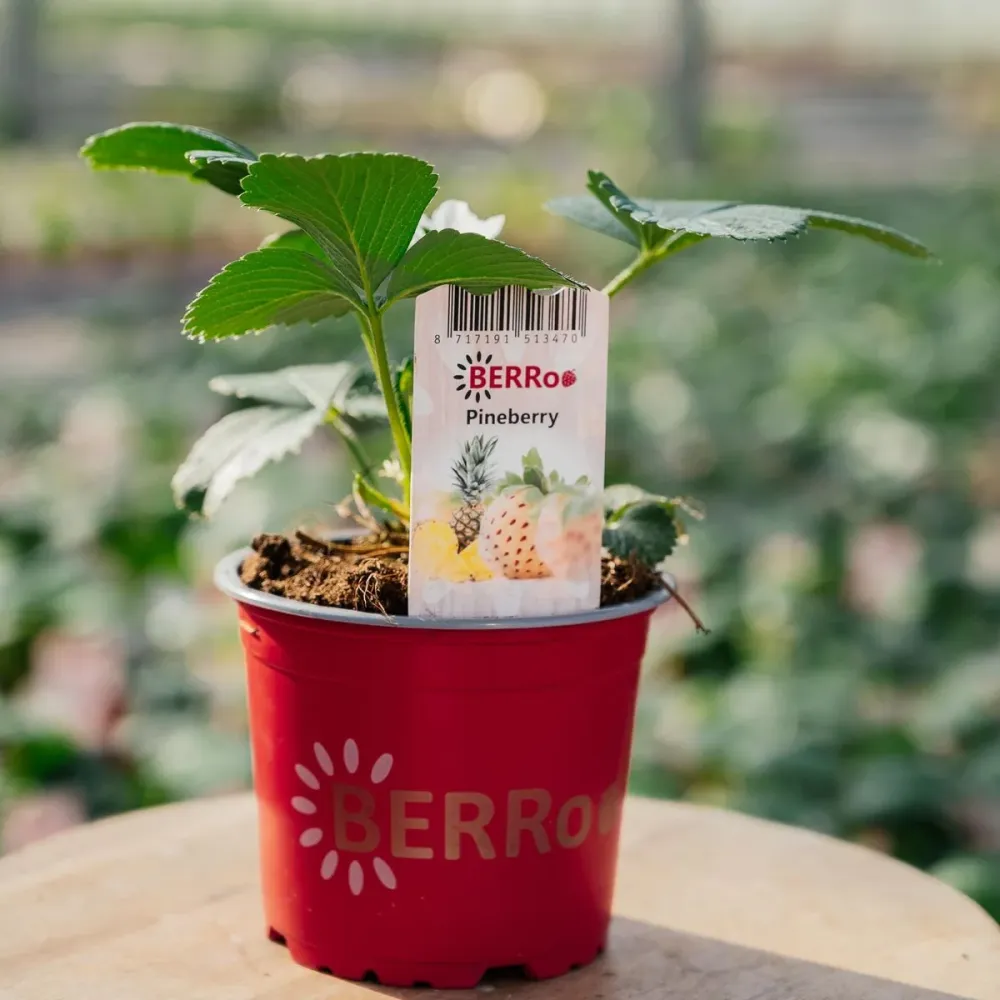 Capsuni albe cu aroma de ananas - Fragaria x ananassa 'Ananas' - (varietate remontanta)