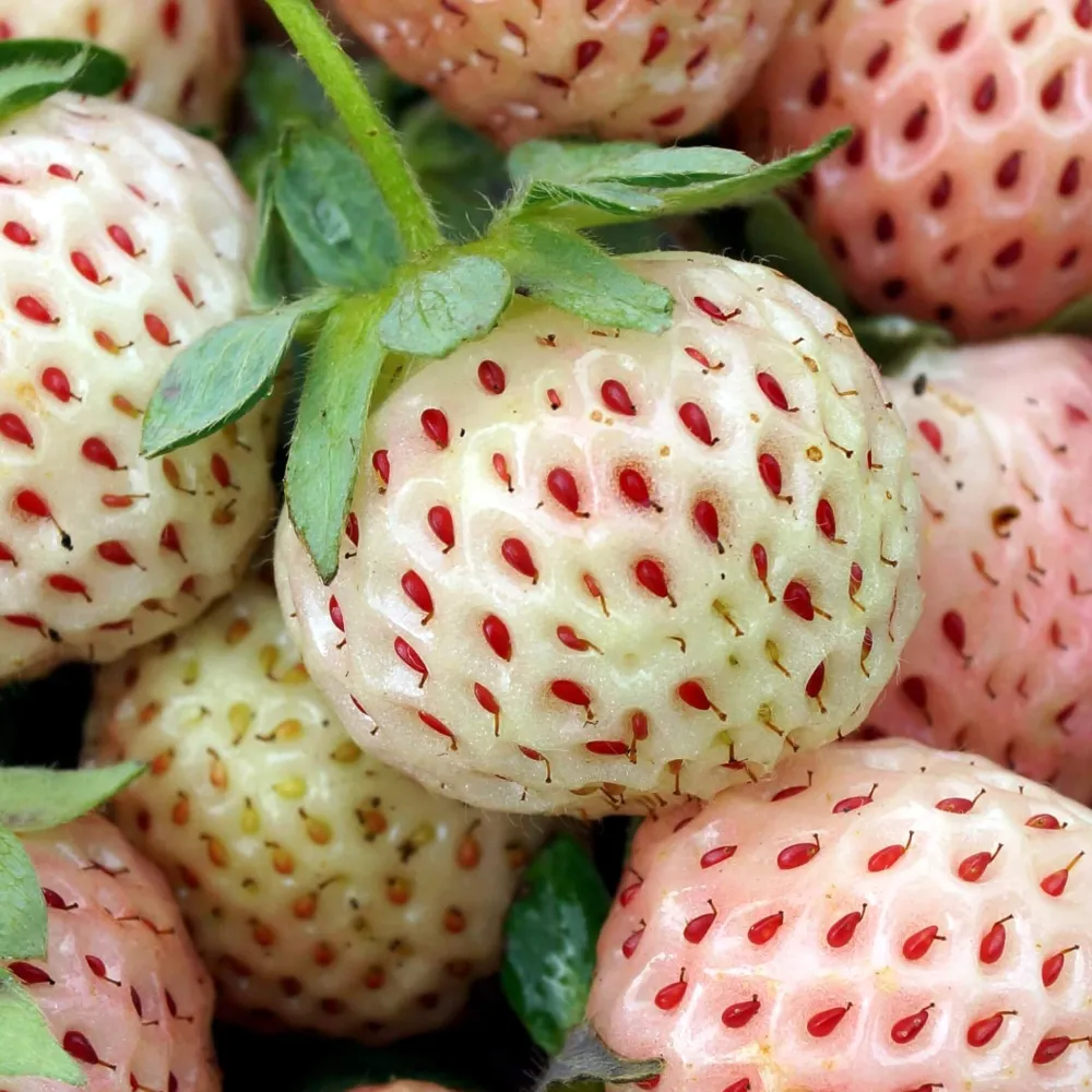 Capsuni albe cu aroma de ananas - Fragaria x ananassa 'Ananas' - (varietate remontanta)