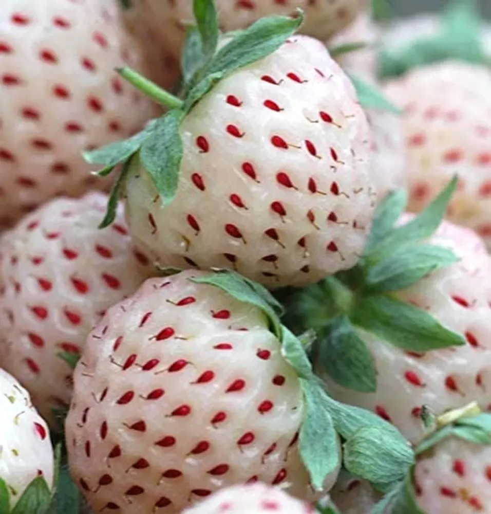 Capsuni albe cu aroma de ananas - Fragaria x ananassa 'Ananas' - (varietate remontanta)