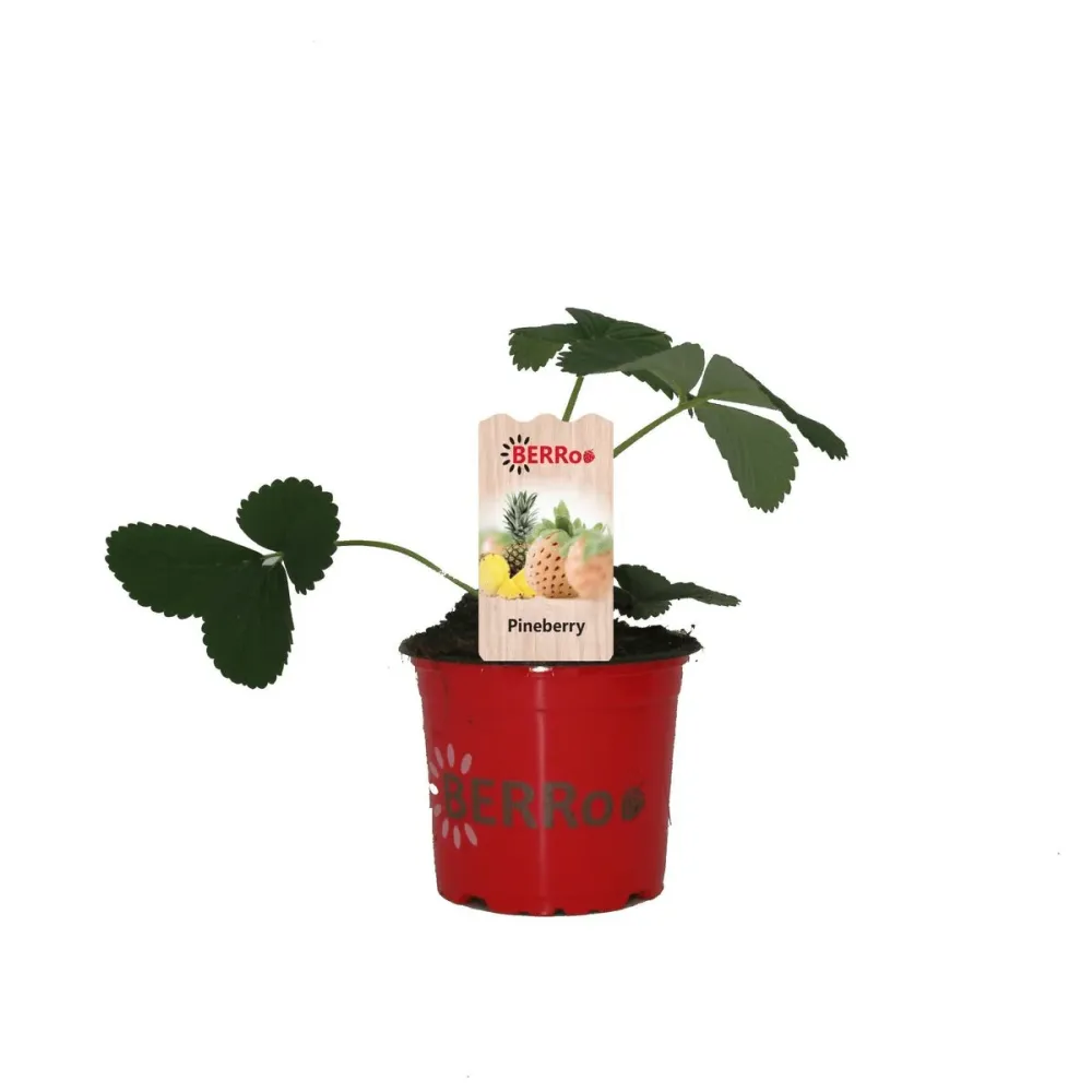 Capsuni albe cu aroma de ananas - Fragaria x ananassa 'Ananas' - (varietate remontanta)