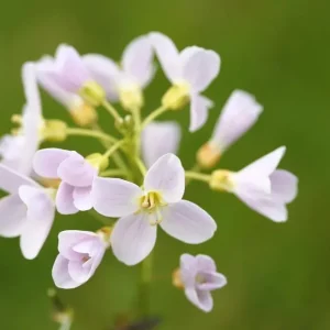 Cardamine pratensis