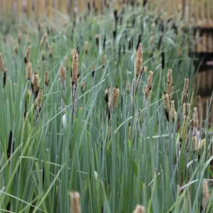 Carex acutiformis