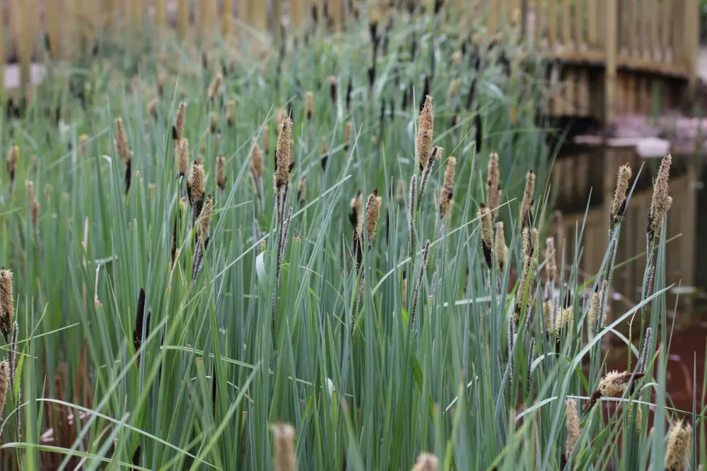 Carex acutiformis