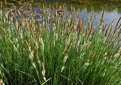 Carex acutiformis