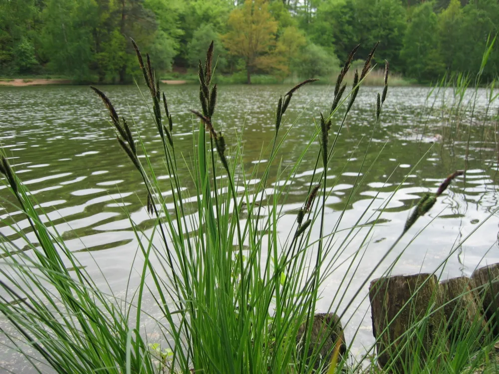 Carex acutiformis