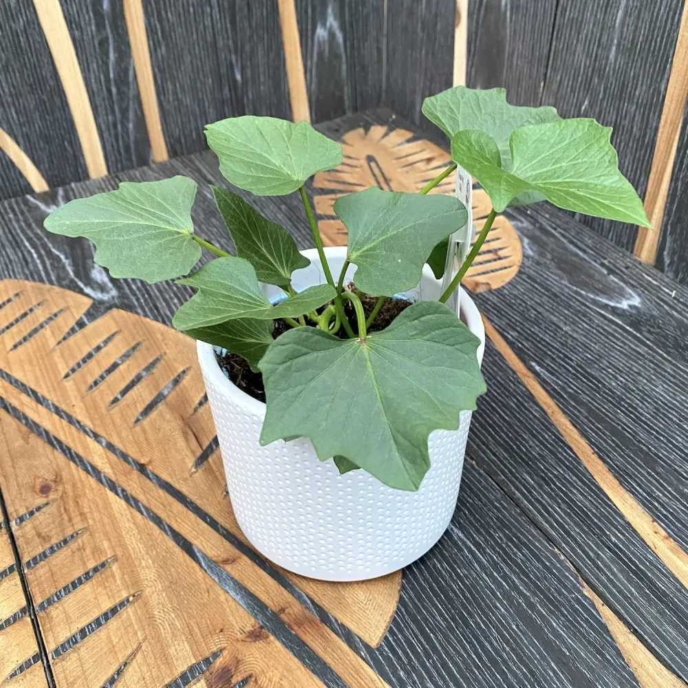 Cartofi dulci - Ipomoea batatas 'Beauregard'