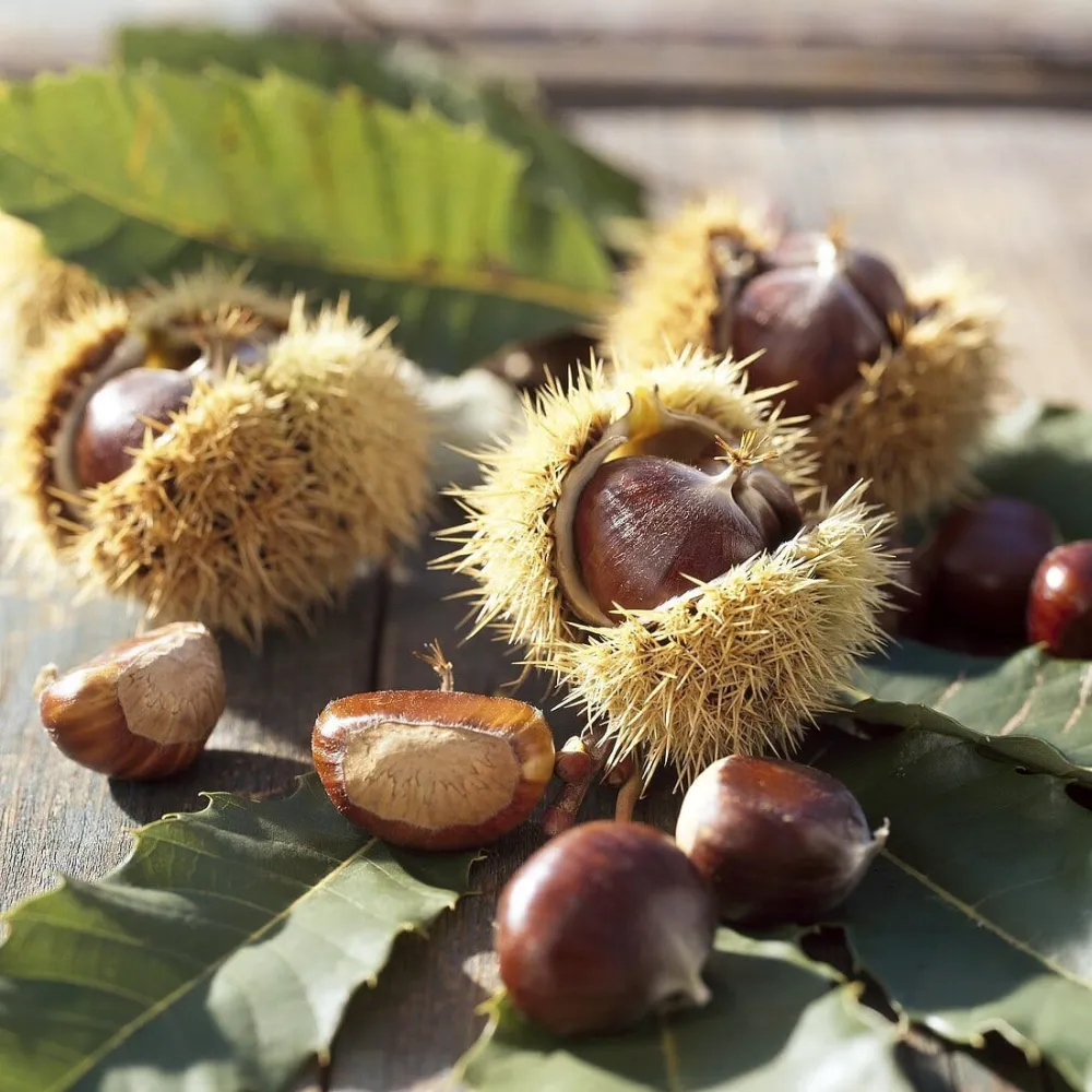 Castan comestibil - Castanea sativa (Sweet Chestnut) D9