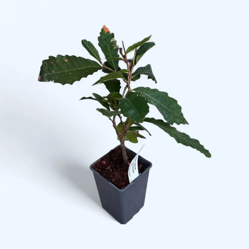 Castan comestibil - Castanea sativa (Sweet Chestnut) D9