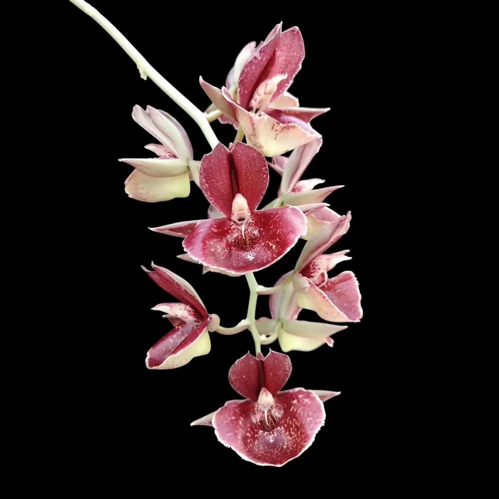 Catasetum Orchidglade 'Jack Diamond'