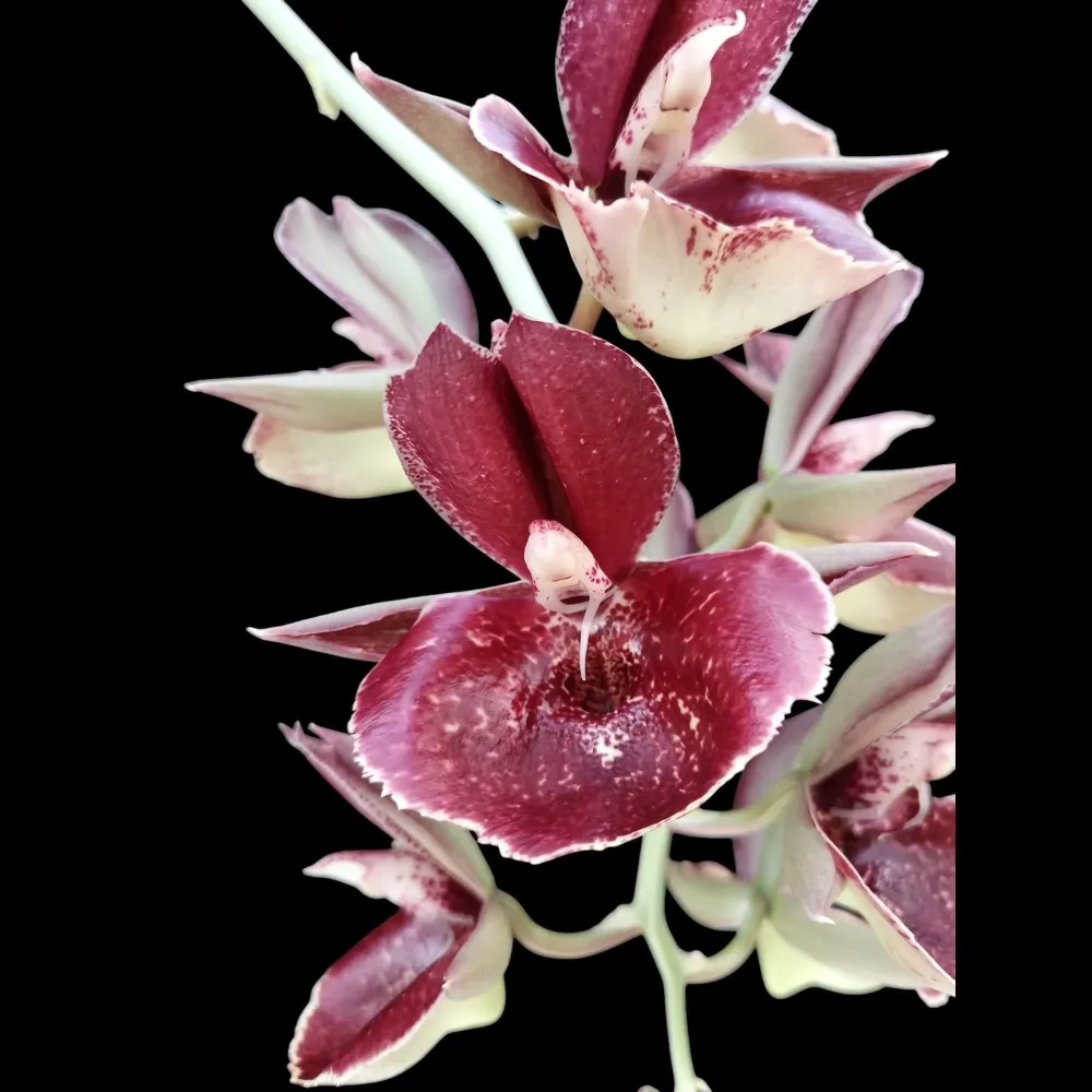 Catasetum Orchidglade 'Jack Diamond'