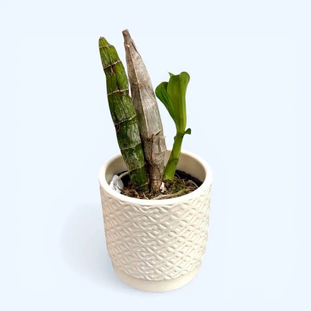 Catasetum Orchidglade 'Jack Diamond'