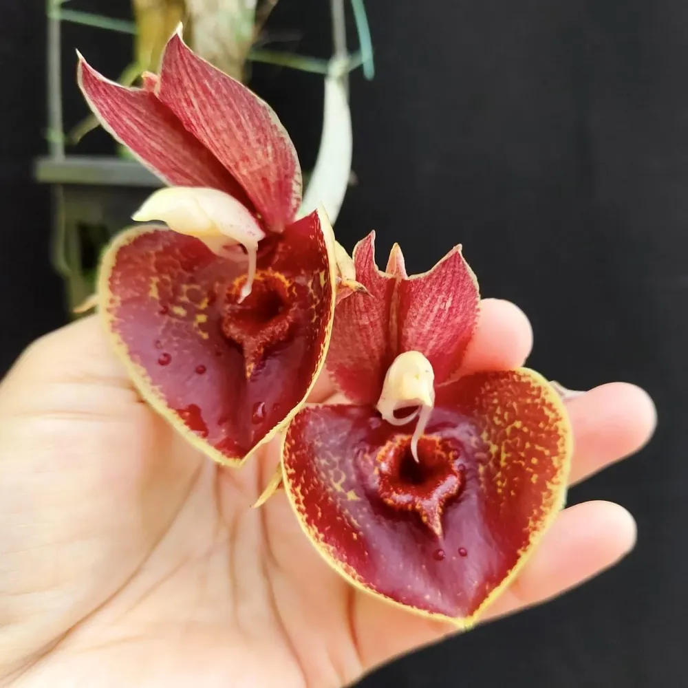 Catasetum Orchidglade 'Jack Diamond'