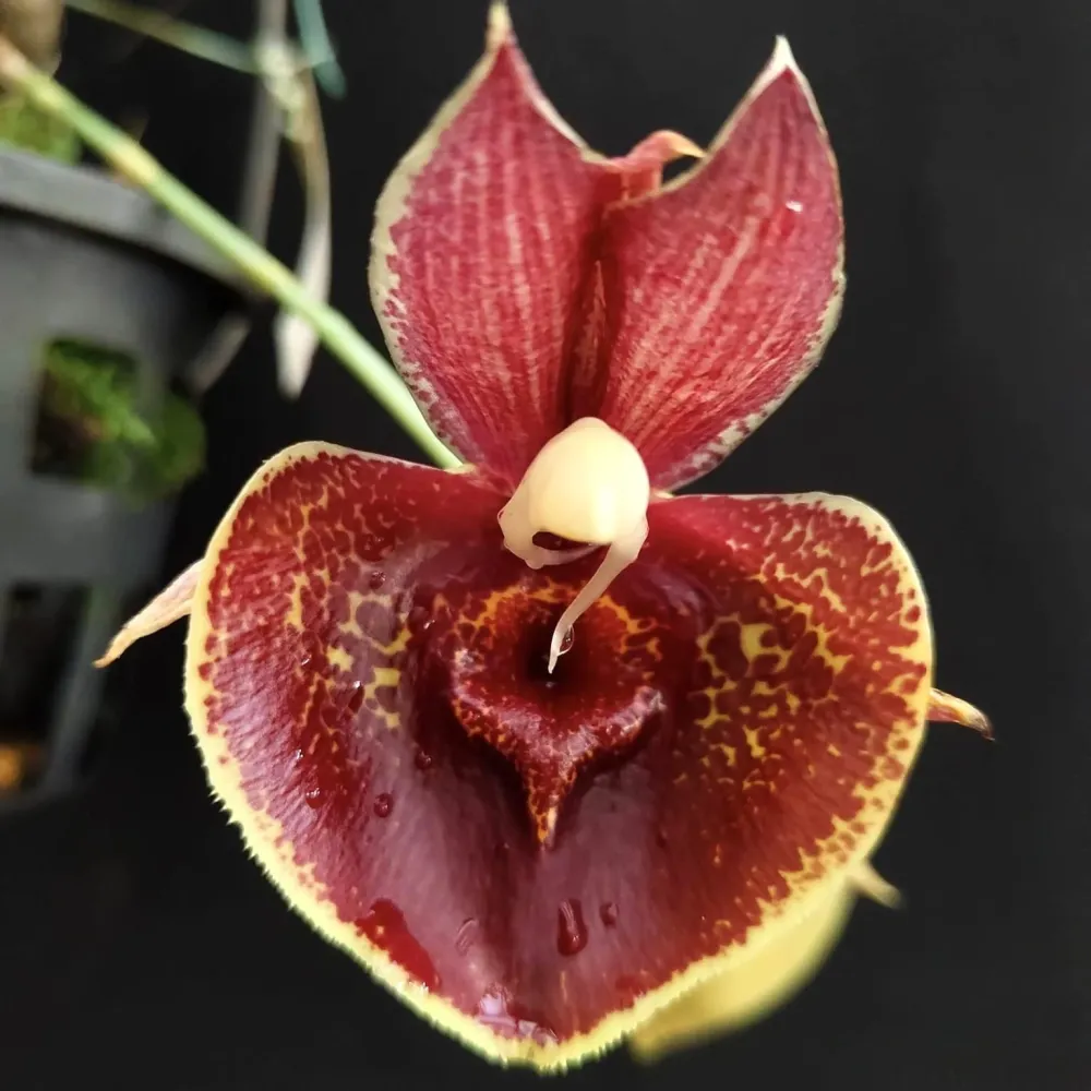 Catasetum Orchidglade 'Jack Diamond'