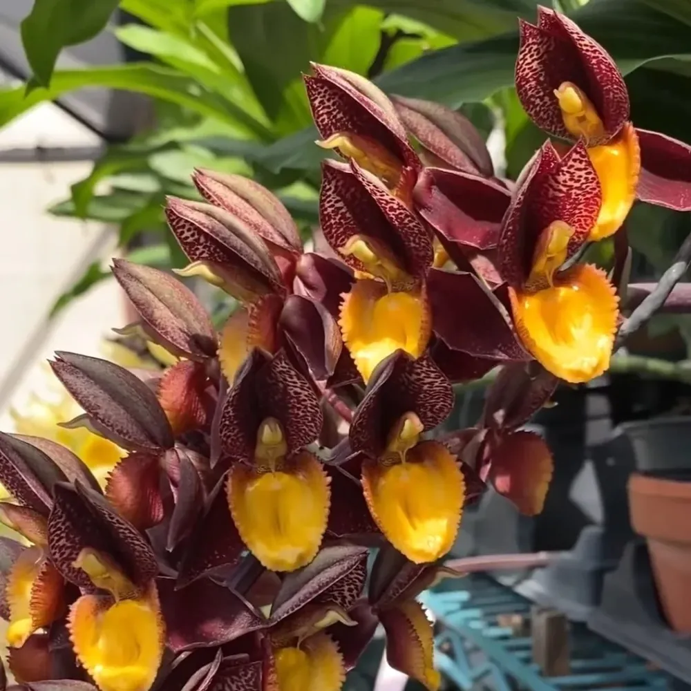 Catasetum Ryan Harrington (tenebrosum × denticulatum) parfumat
