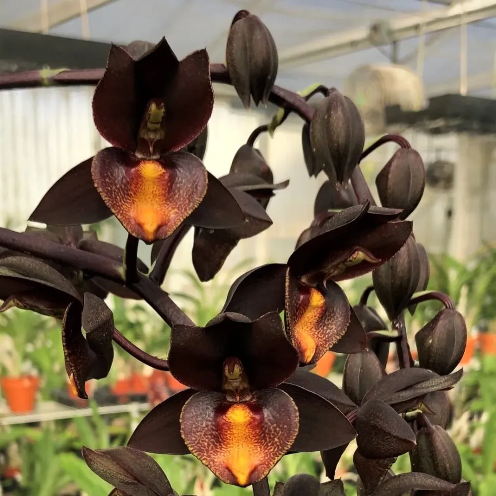Catasetum Ryan Harrington (tenebrosum × denticulatum) parfumat