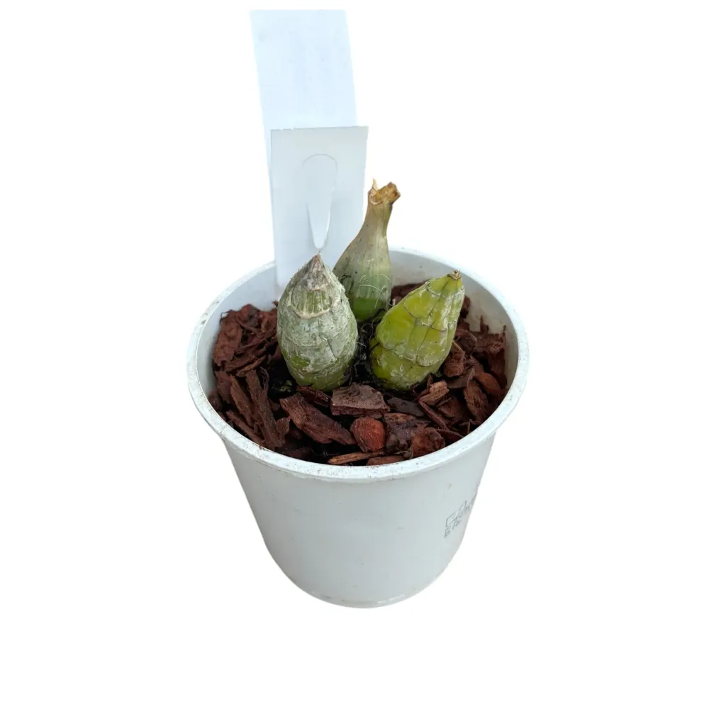 Catasetum Ryan Harrington (tenebrosum × denticulatum) parfumat