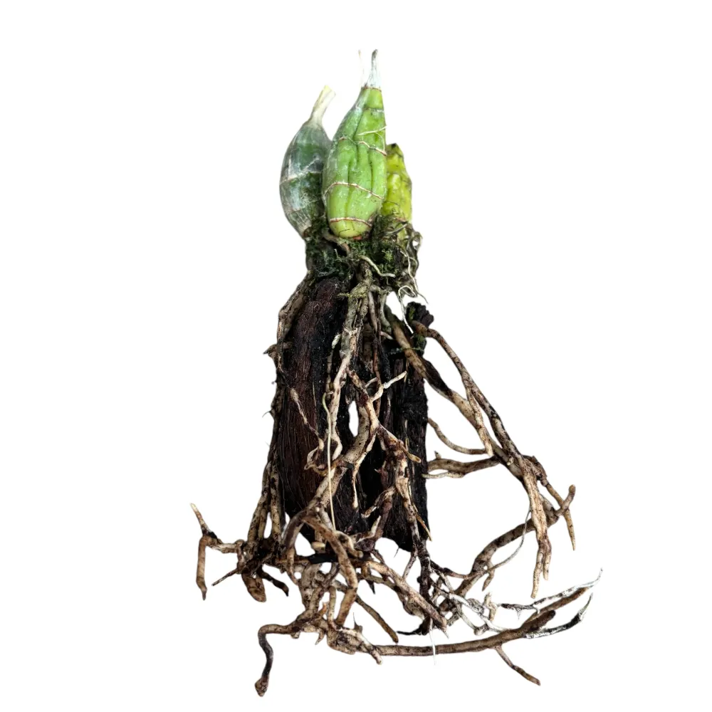 Catasetum Ryan Harrington (tenebrosum × denticulatum) parfumat