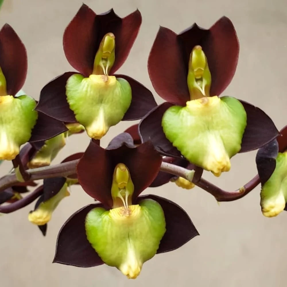 Catasetum tenebrosum parfumat