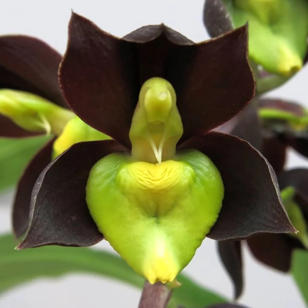 Catasetum tenebrosum parfumat