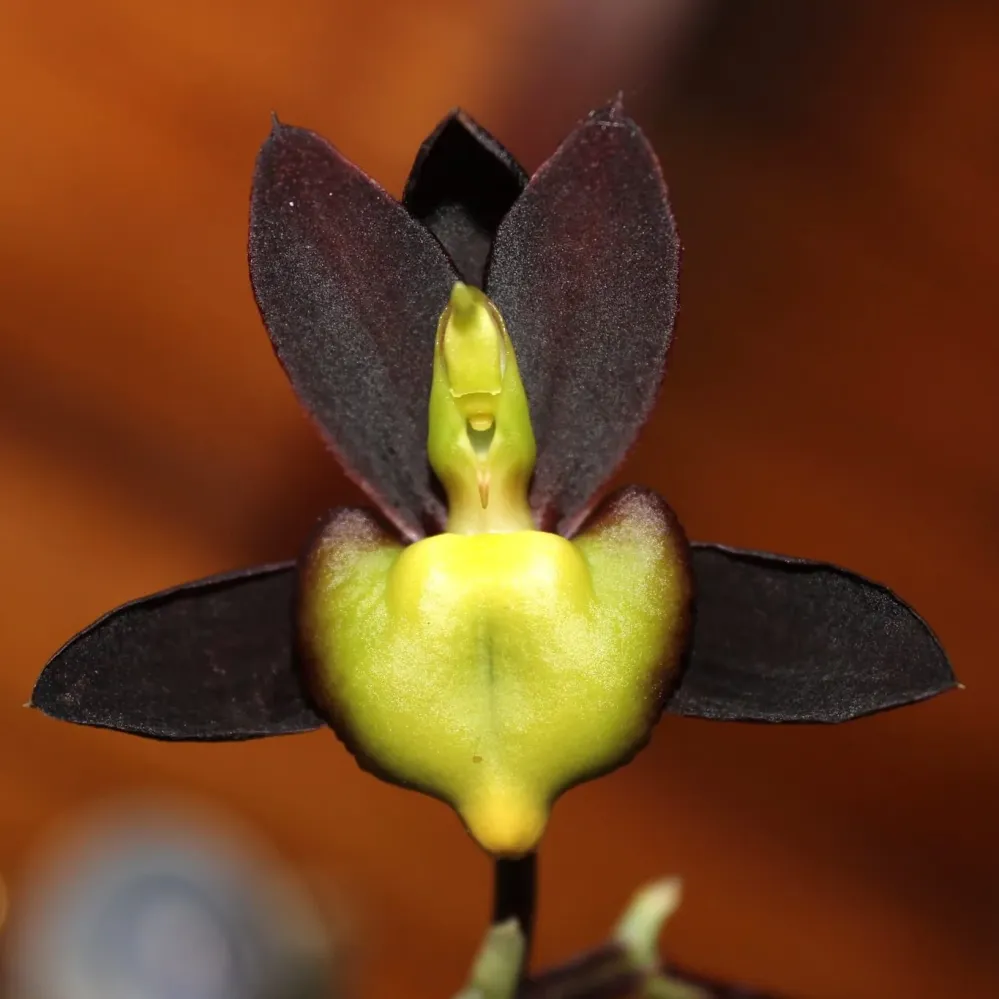 Catasetum tenebrosum parfumat