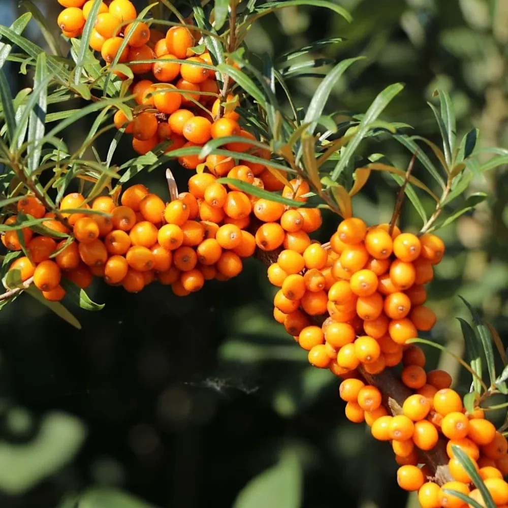 Catina autofertila - Hippophae rhamnoides 'Friesdorfer Orange'