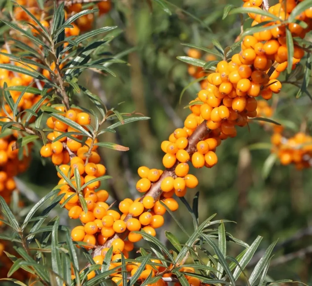 Catina autofertila - Hippophae rhamnoides 'Friesdorfer Orange'