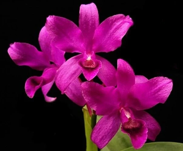 Cattleya bowringiana var. red parfumata