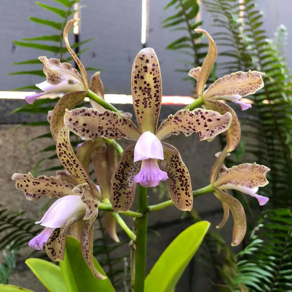 Cattleya guttata var. coerulea parfumat