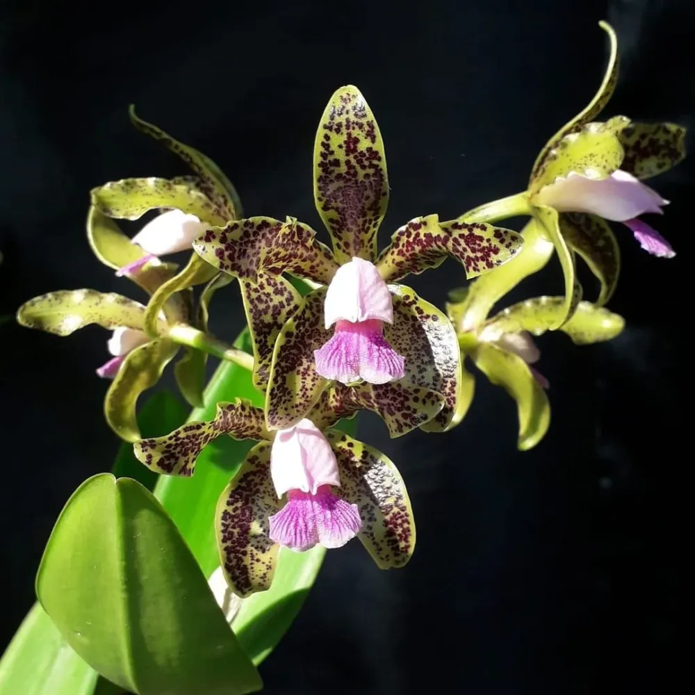 Cattleya guttata var. coerulea parfumat