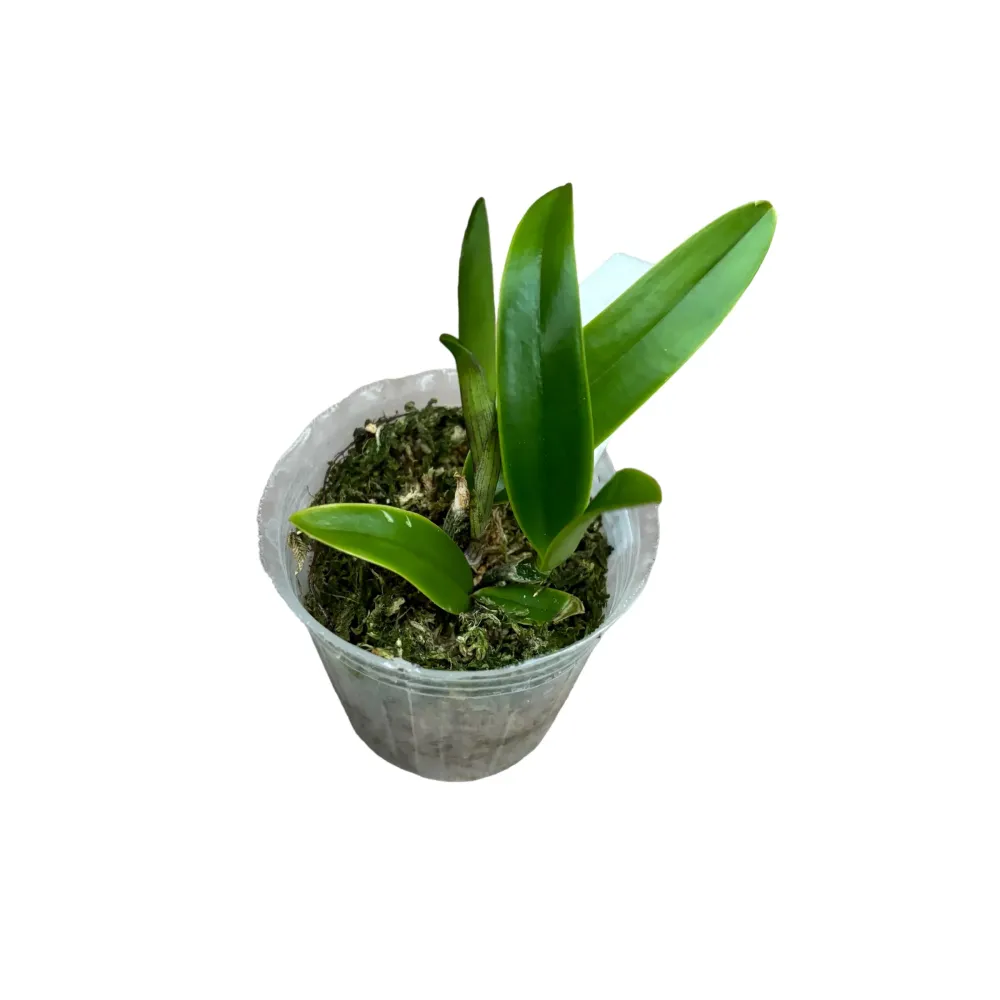 Cattleya guttata var. coerulea parfumat