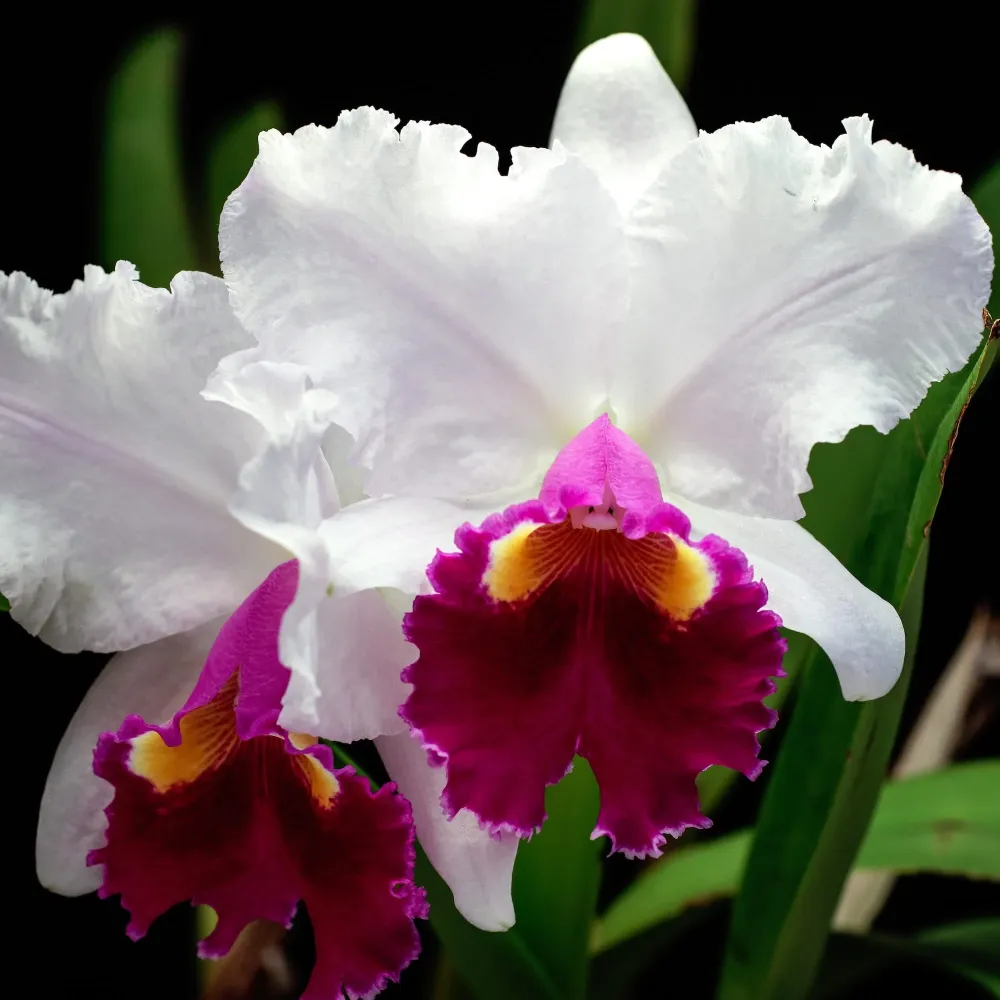 Cattleya Hausermann's Gala 'Z1164' parfumata