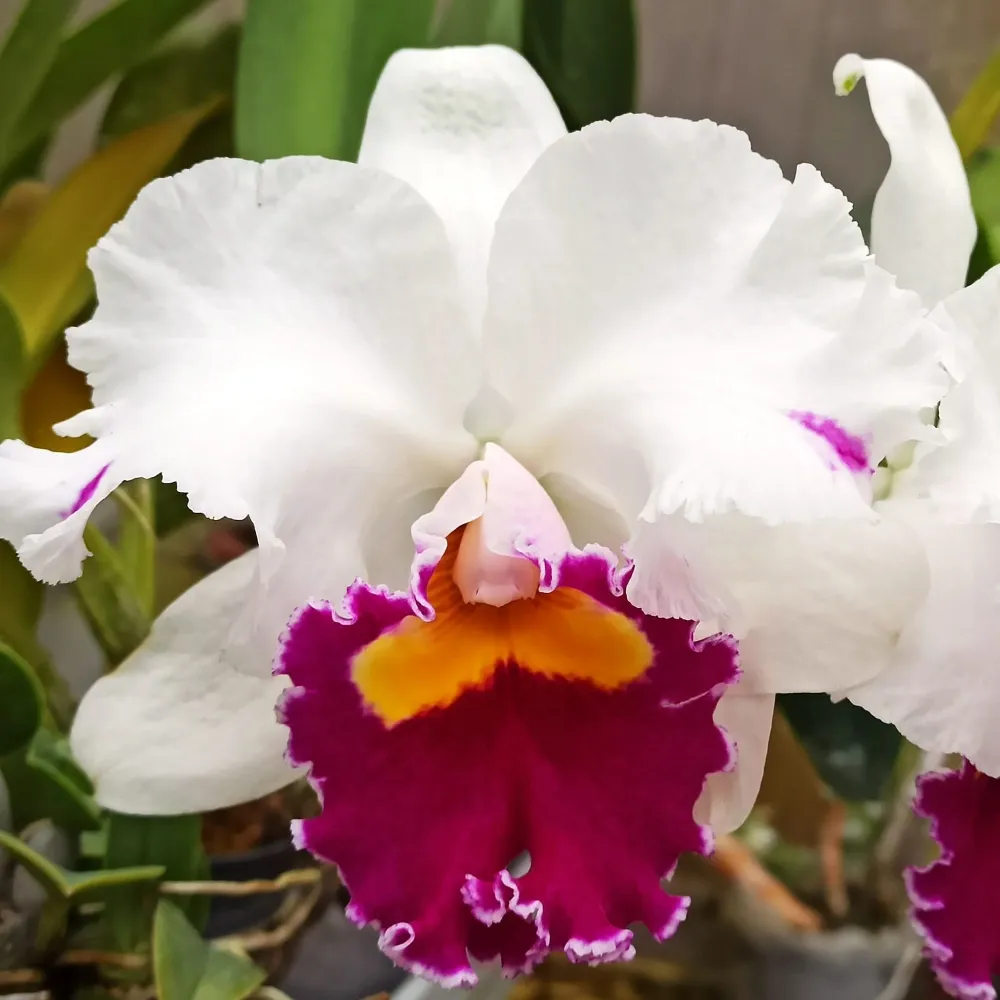 Cattleya Hausermann's Gala 'Z1164' parfumata