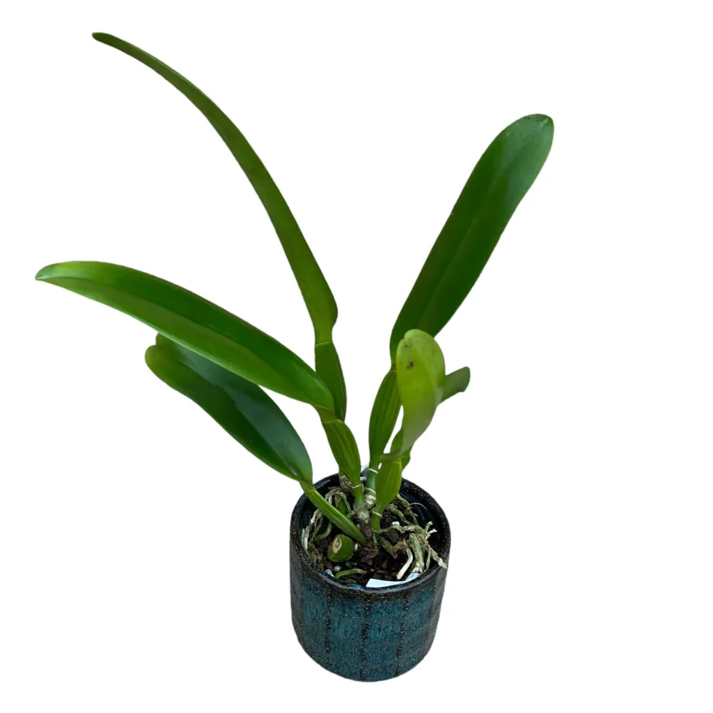 Cattleya Hausermann's Gala 'Z1164' parfumata