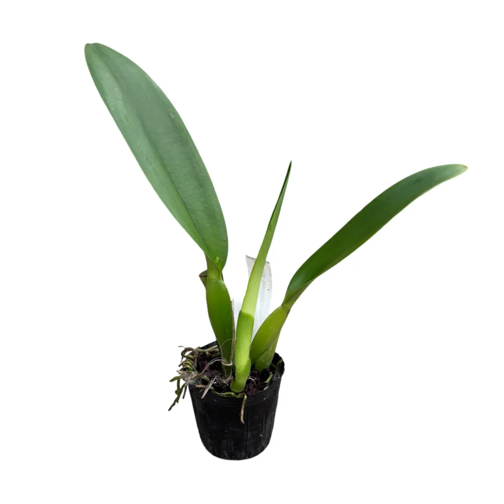 Cattleya Hausermann's Gala 'Z1164' parfumata