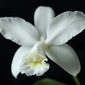 Cattleya intermedia var. alba - flori parfumate