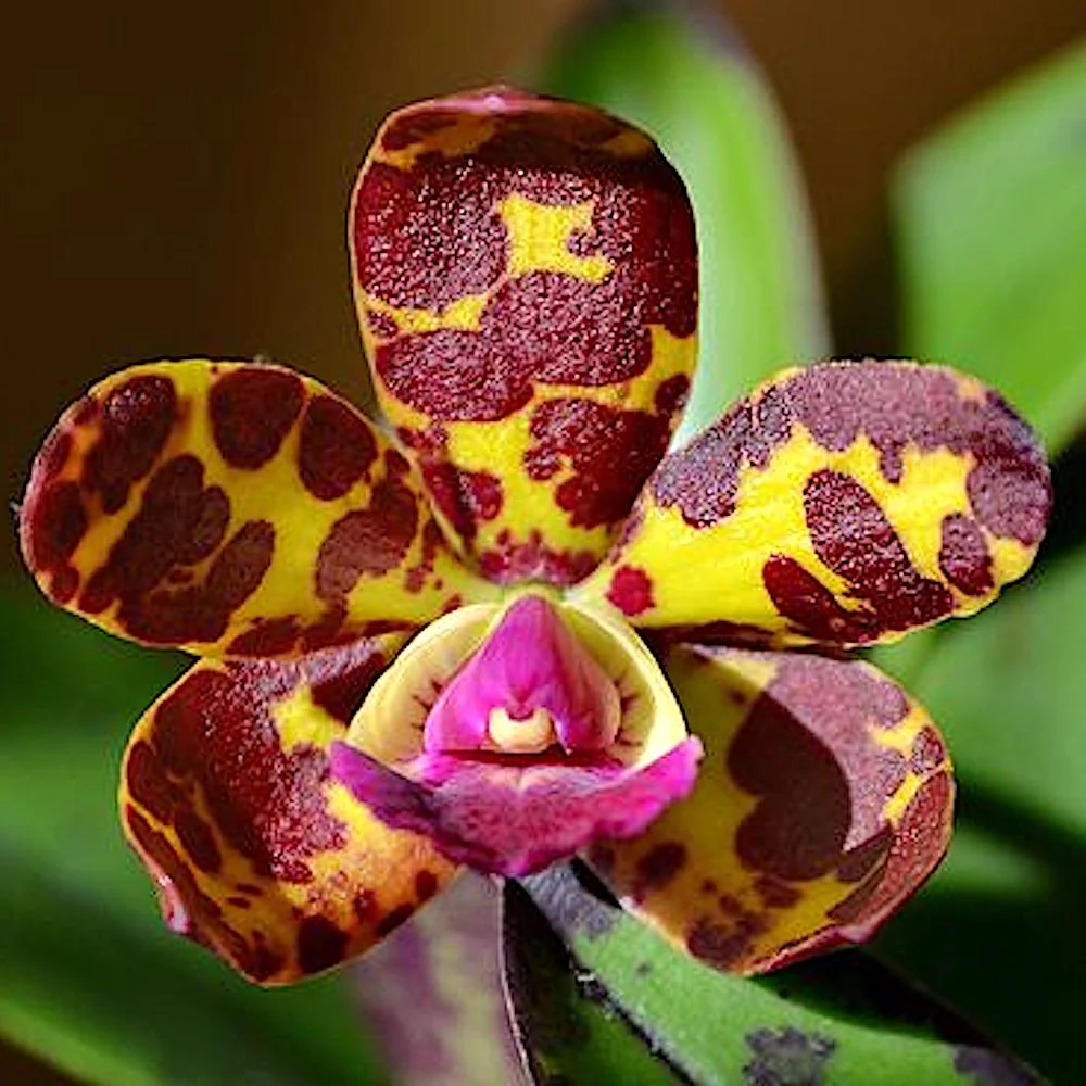 Cattleya Jungle Eyes - parfumata