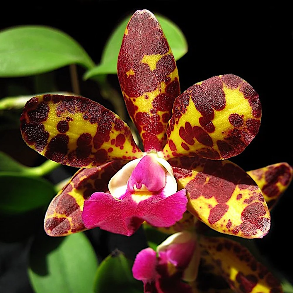 Cattleya Jungle Eyes - parfumata