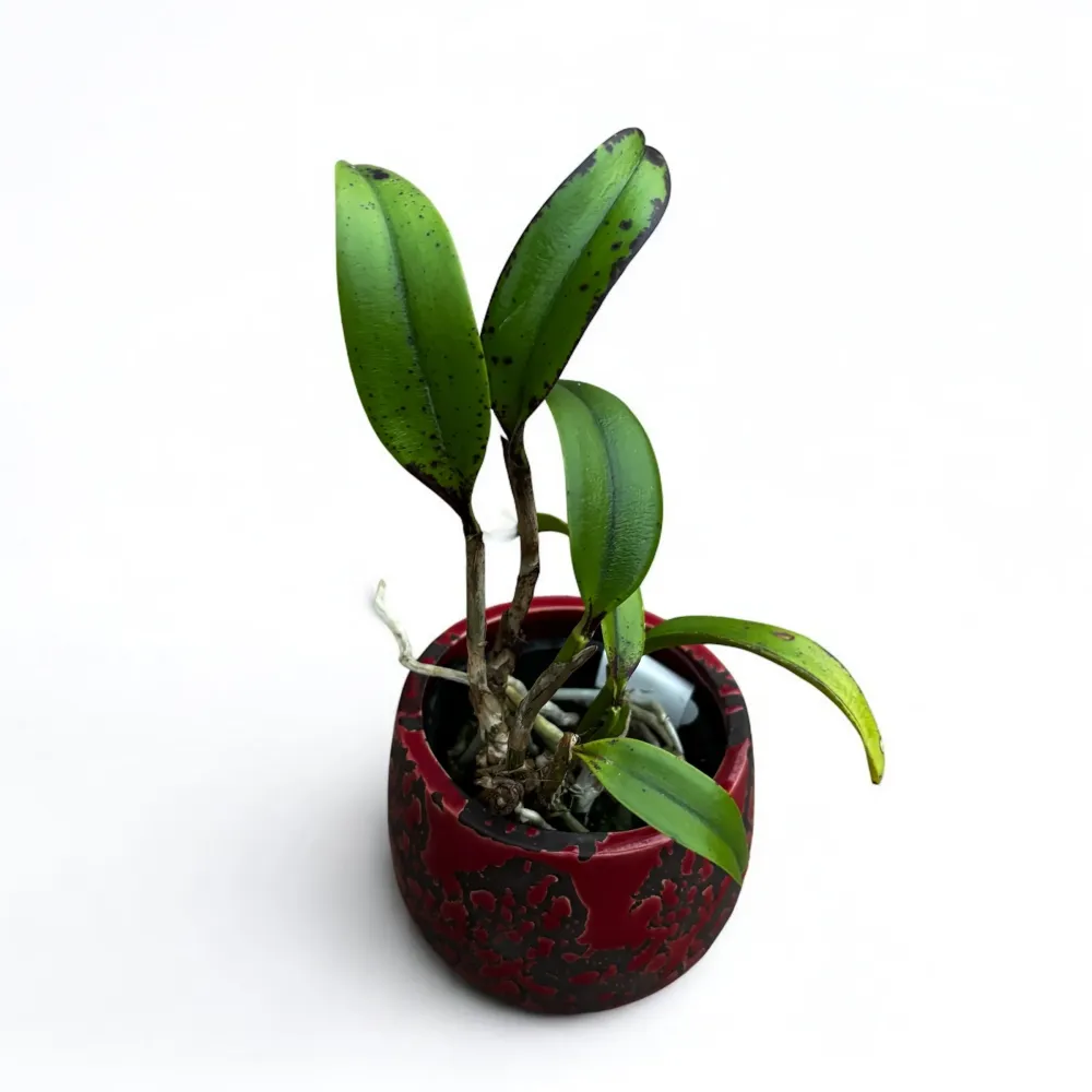 Cattleya Jungle Eyes - parfumata