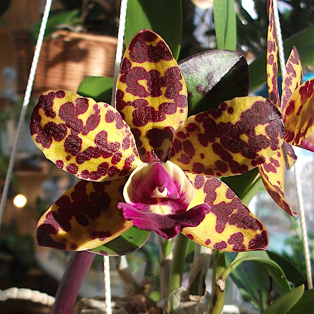 Cattleya Jungle Eyes - parfumata